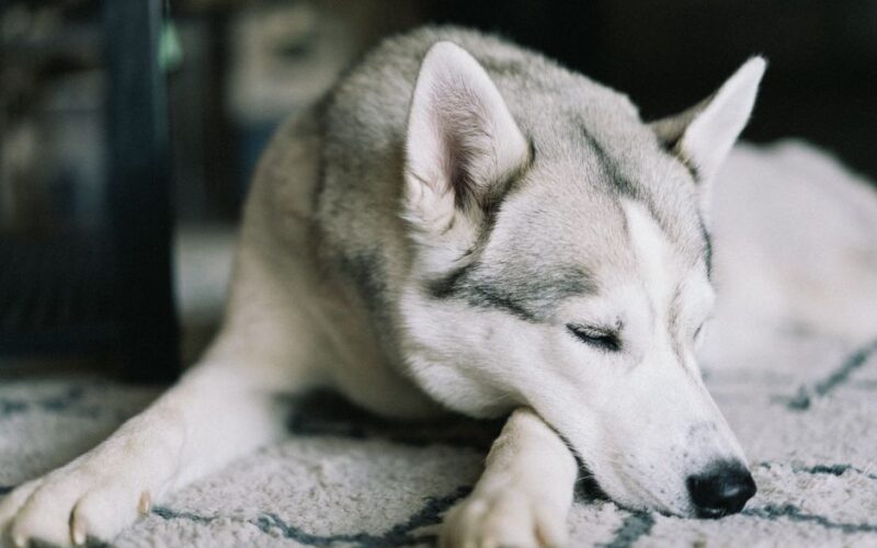A serene Siberian Husky sleeping peacefully on a rug indoors.