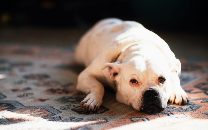 Close-up of a resting bulldog lying on a patterned carpet, illuminated by natural sunlight.