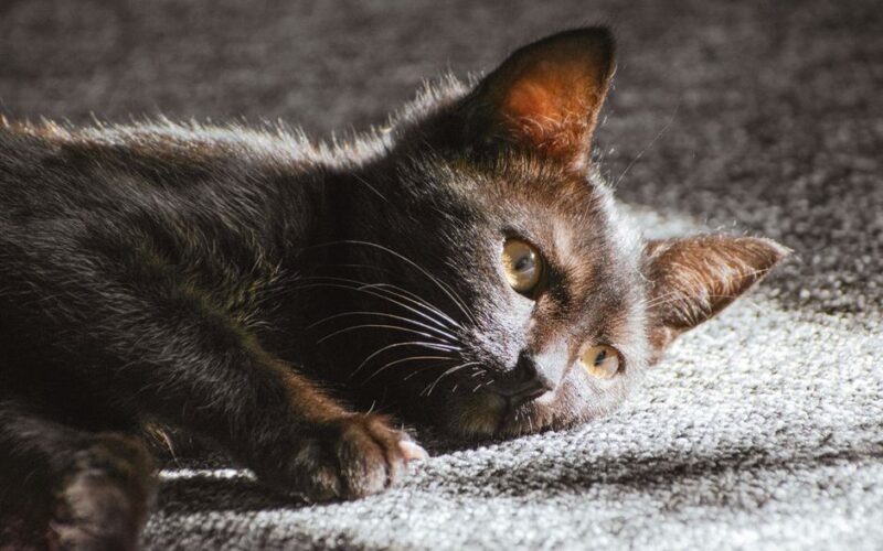 A beautiful black cat lying on a carpet, basking in sun rays indoors.