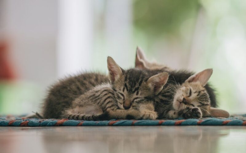 Calm adorable Sokoke cats lying together on carpet at home and sleeping in daytime