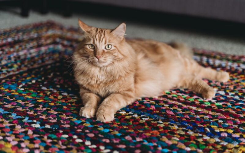 A cute fluffy ginger cat lounging on a vibrant multicolored rug indoors.