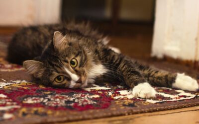 The Best Vacuums For Cat Litter of 2026