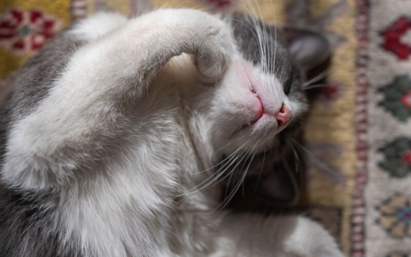 Grey and white cat lounging contentedly on a colorful vintage carpet.