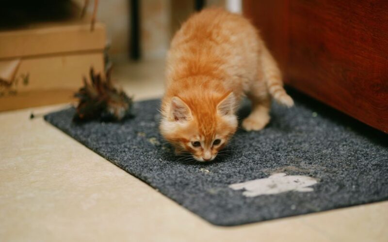 Adorable orange kitten curiously exploring indoors on a dark carpet.