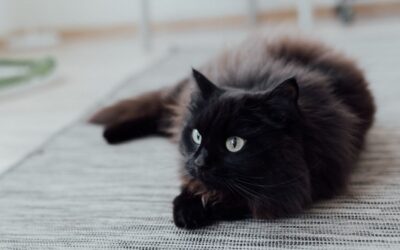 The Best Vacuums For Cleaning Animal Hair of 2026