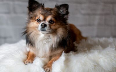 The Best Vacuums For Dog And Pet Hair of 2026