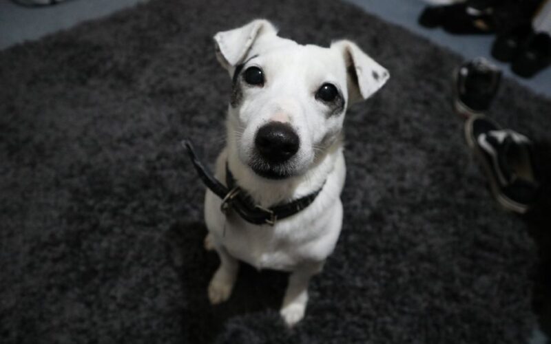 Close-up portrait of a cute Jack Russell Terrier puppy sitting on a rug indoors.