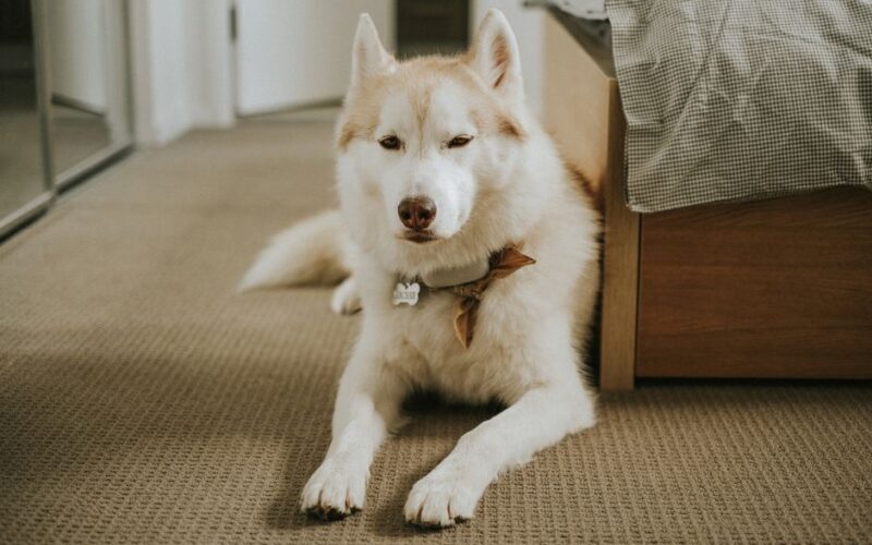 A serene Siberian Husky lying on a carpeted floor inside a cozy home.