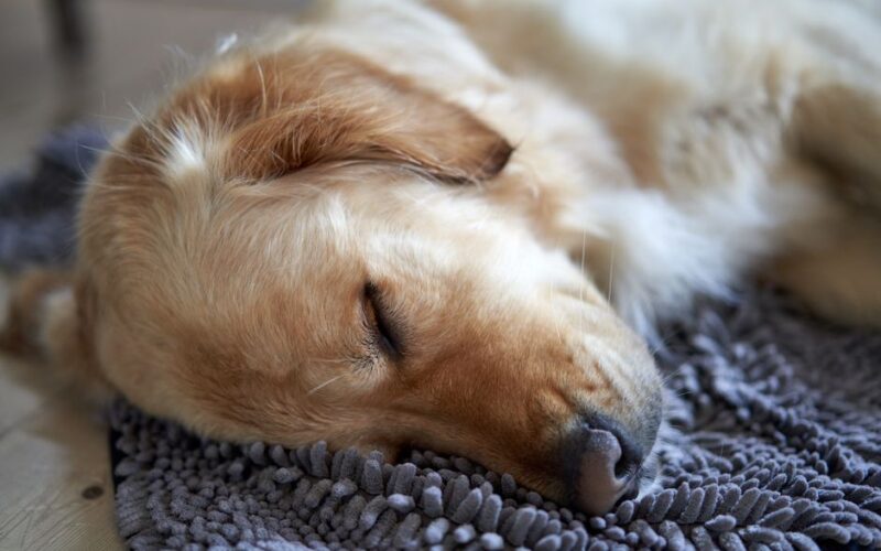 A serene close-up of a sleeping Golden Retriever on a cozy rug.