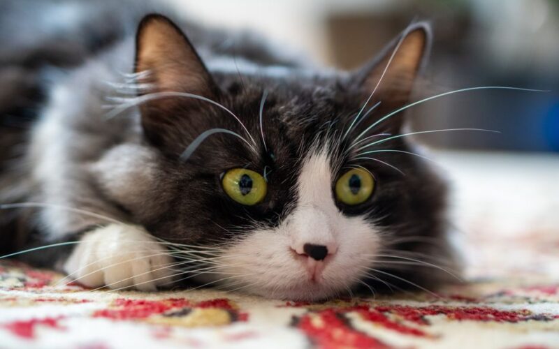 A fluffy black and white cat with striking green eyes lies relaxed on a colorful rug.