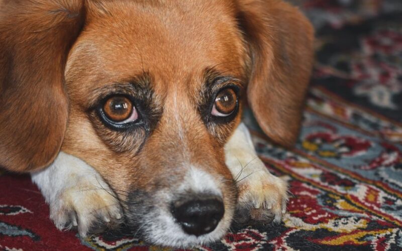 A cute beagle puppy with soulful eyes lying on a colorful carpet indoors.