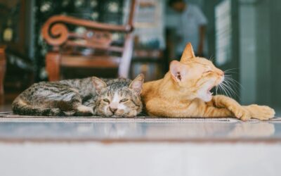 The Best Vacuums For High Pile Carpets And Pets of 2026