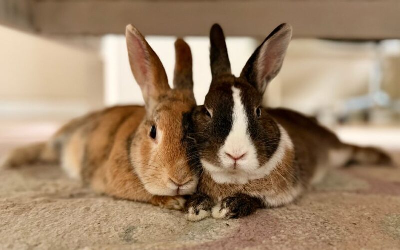 Two rabbits lying close together on a carpet indoors, creating a warm and cozy atmosphere.