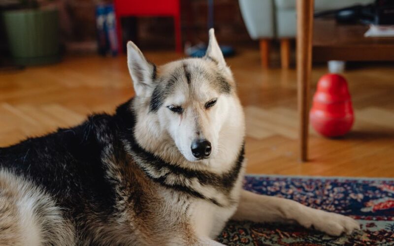 Calm husky relaxing on an ornate rug in a cozy indoor setting.