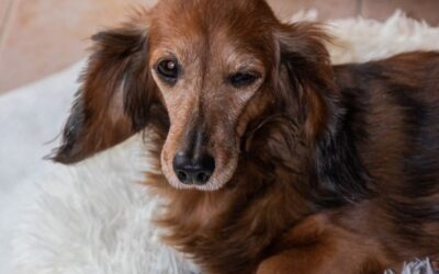 The Best Vacuums For Long Pet Hair of 2026