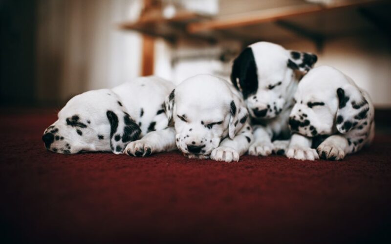 Four cute Dalmatian puppies sleeping peacefully on a red carpet indoors. Perfect pet portrait.