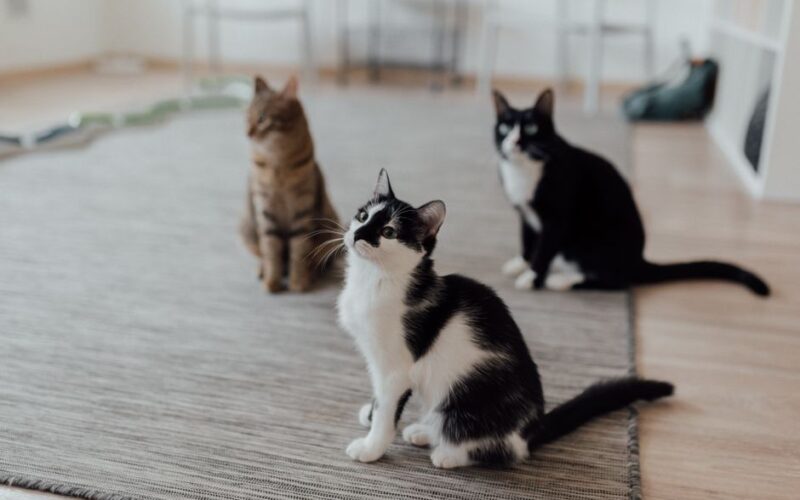 Three domestic cats sitting attentively on a rug in a cozy indoor setting.
