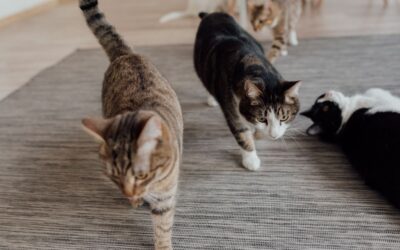 The Best Vacuums For Multiple Surfaces Plus Pet of 2026