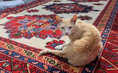 The Best Vacuums For Oriental Rugs of 2026