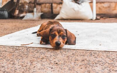 The Best Vacuums For Pet Hair And Bare Floors of 2026