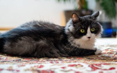 The Best Vacuums For Pet Hair And Bust of 2026