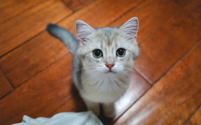 Charming fluffy kitten looking up on polished wood floor, capturing a cute home moment.