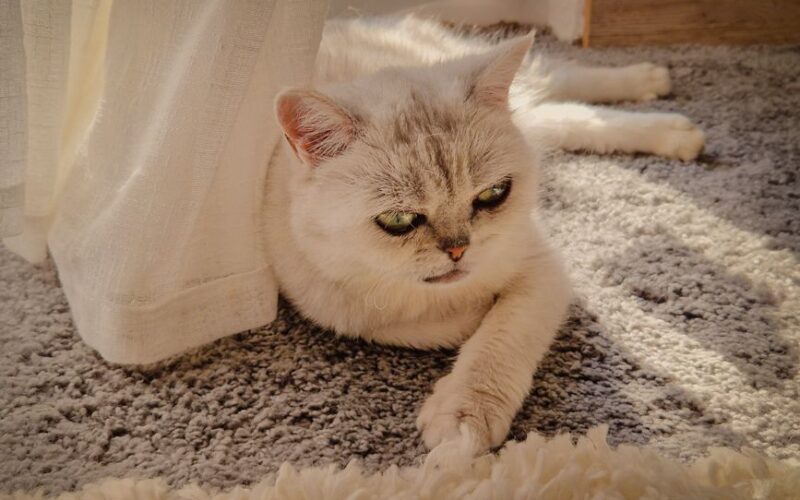 A peaceful British Shorthair cat lounging on a sunlit rug indoors.