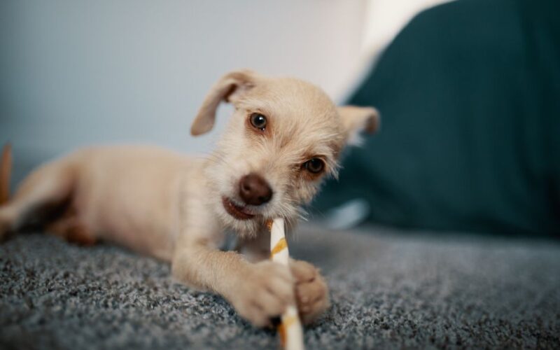 Cute puppy with playful expression chewing a stick indoors on a soft carpet.