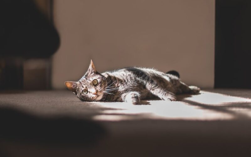 Charming tabby cat lying on a carpet basking in warm sunlight indoors.