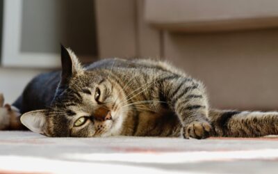 The Best Vacuums For Pet Hair Carpet of 2026