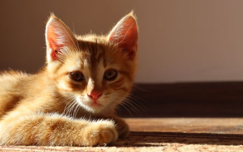Adorable ginger kitten lounging on a sunlit carpet indoors. Perfect pet portrait.