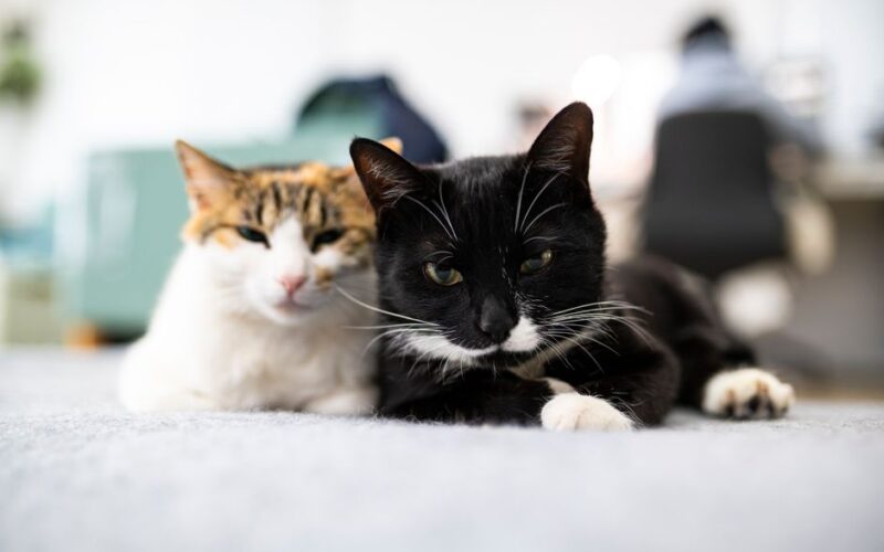 Two domestic cats lounging comfortably indoors on a carpet.