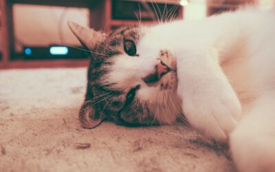 The Best Vacuums For Pet Hair Carpets of 2026