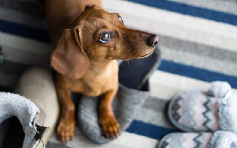 Cute dachshund puppy looking up while sitting among cozy slippers on a striped rug.
