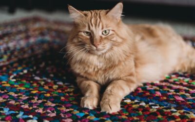 The Best Vacuums For Pet Hair Deep Carpet of 2026