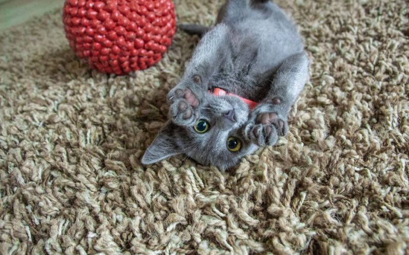 A cute gray kitten playing on a shaggy carpet with a red toy ball.