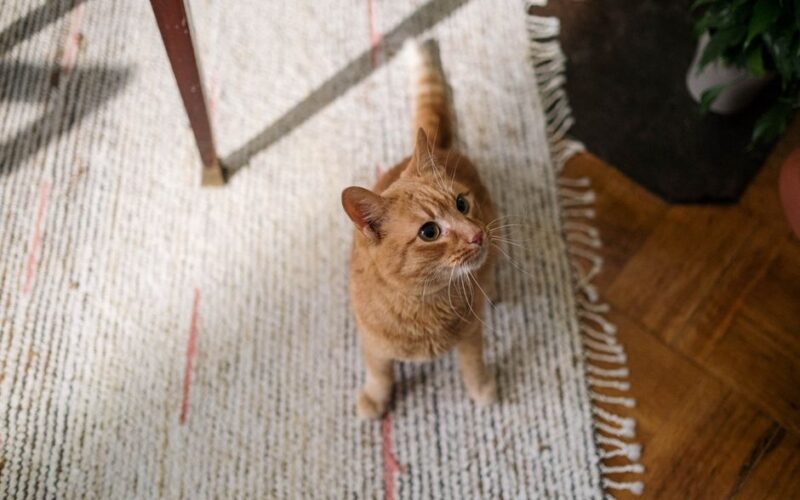 A ginger cat curiously looks up while lounging on a textured rug in a sunlit indoor setting.
