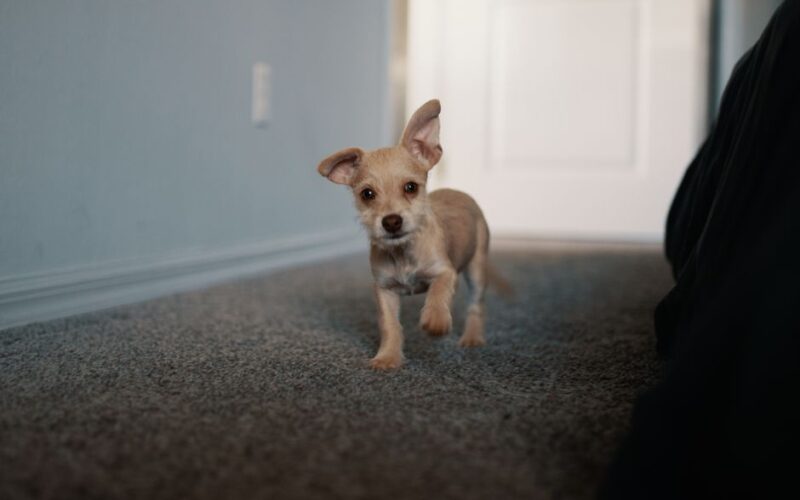 Cute small dog with floppy ears walking indoors on carpet.