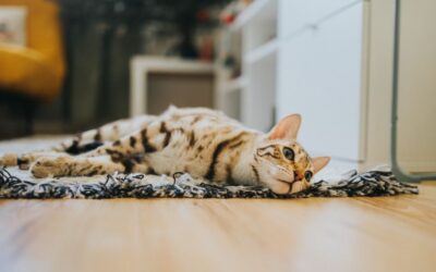 The Best Vacuums For Pet Hair Hardwood And Carpet of 2026