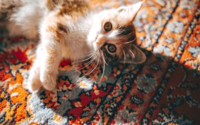 The Best Vacuums For Pet Hair On A Rug of 2026