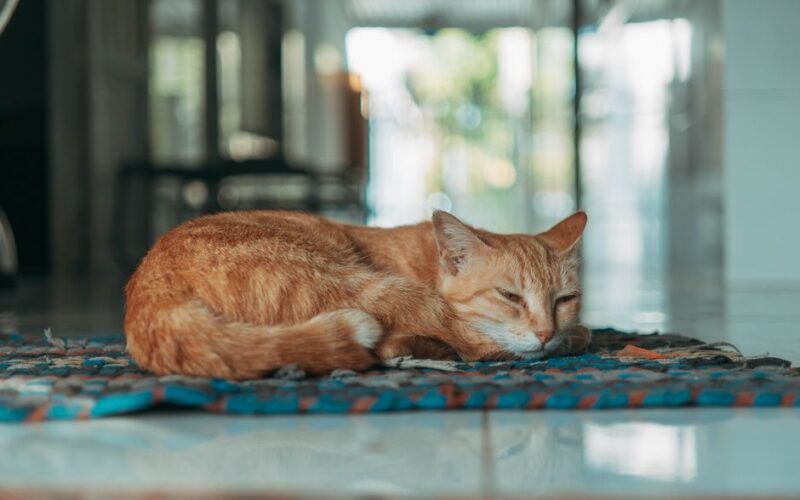 A serene ginger cat sleeping on a woven rug indoors, bathed in soft daylight.