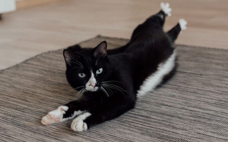 A black and white cat lies comfortably on a rug indoors, looking playful and relaxed.