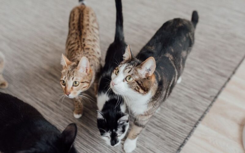 Four domestic cats standing on a carpet indoors, looking curious and cute.