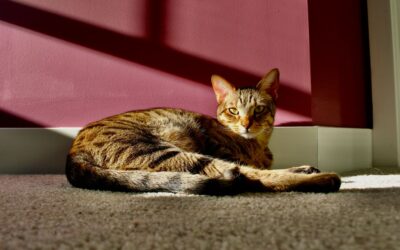 The Best Vacuums For Pet Hair On Carpet Shop Vac of 2026