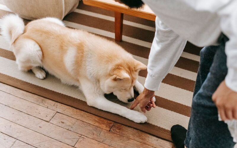 Unrecognizable bearded male owner reaching hand to obedient Akita Inu lying in striped rug near table in living room