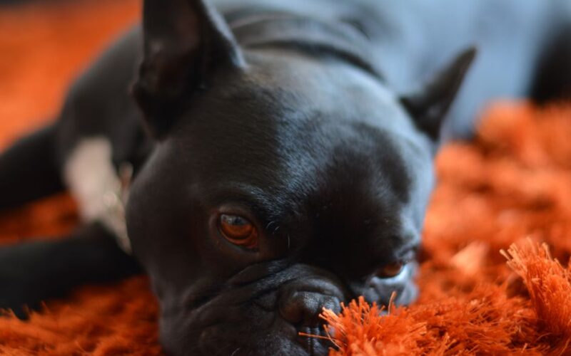 Close-up of a black French Bulldog relaxing on an orange carpet indoors.