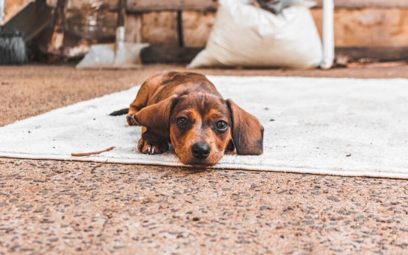 Cute dachshund puppy lying on a rug in Rio Claro, Brazil, with a relaxed expression.