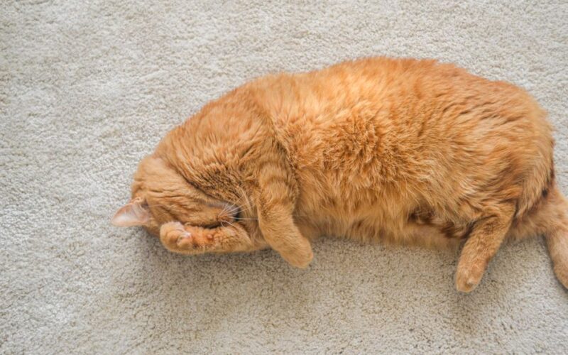 A ginger tabby cat rests on a soft carpet, exuding warmth and comfort.