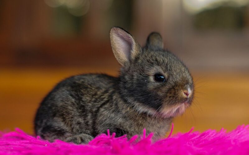 Close-up of a cute young bunny resting on a bright pink rug, showcasing its soft fur.