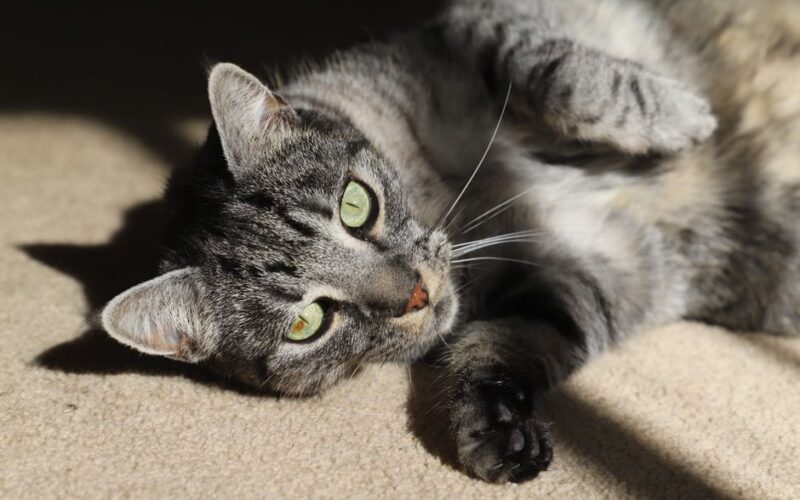 A serene gray tabby cat with green eyes relaxes on a sunlit carpet indoors.